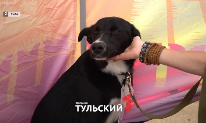 В Туле пушистые Джордж Харрисон и Джон Леннон ищут новый дом