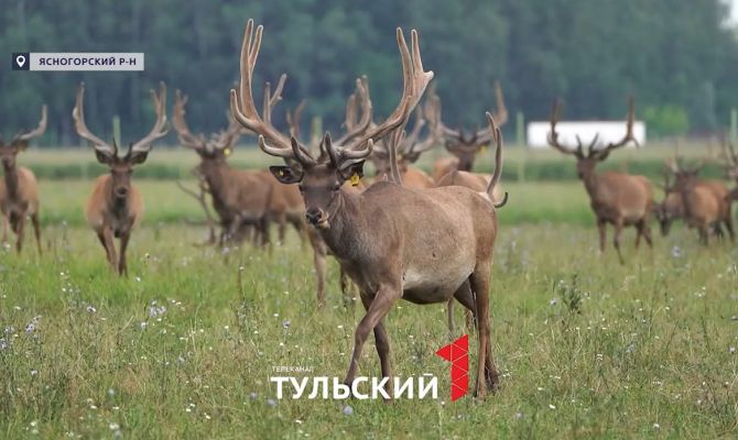 Под Тулой разводят оленей для медицины Китая