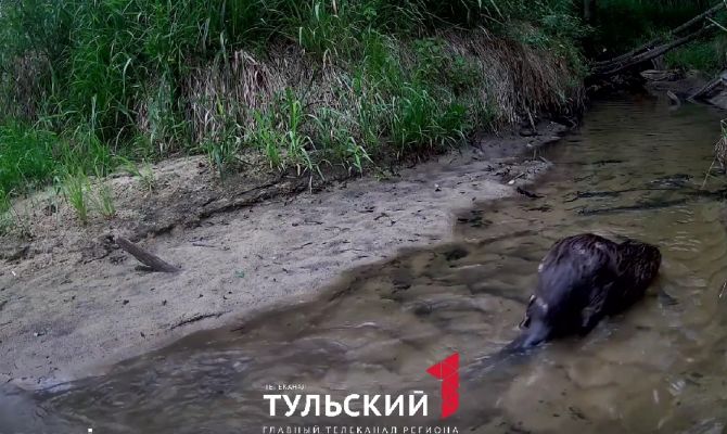 На границе Тульской области заметили бобра 