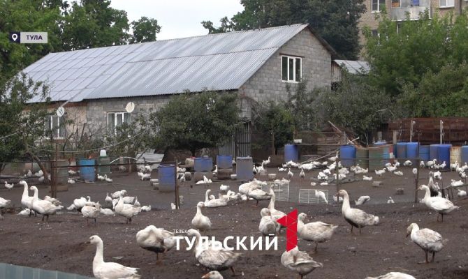 В Туле псы загрызли 100 домашних птиц почти на миллион рублей
