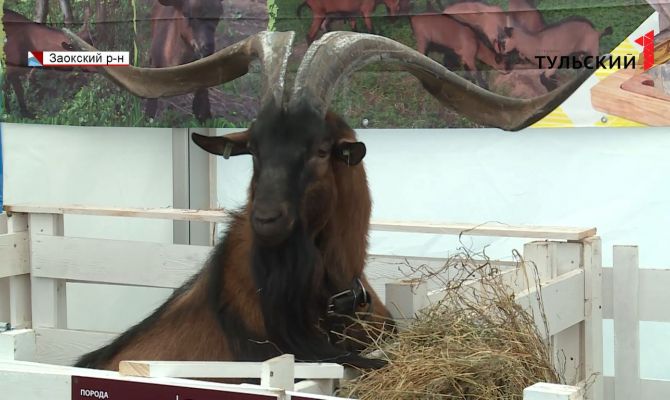 В Заокском районе проходит всероссийская выставка молочного козоводства