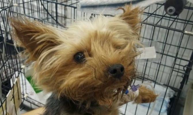 На обочине в Туле найдена собака