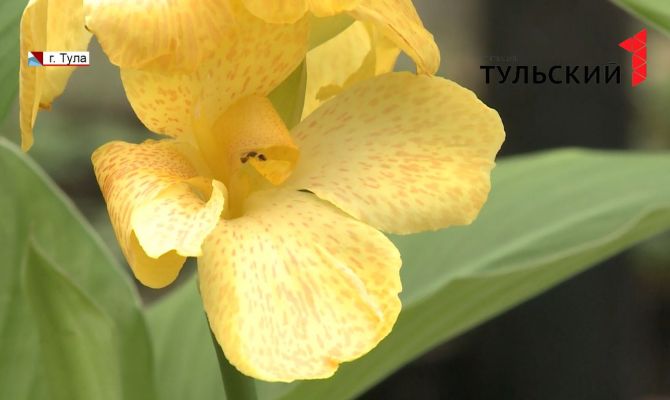 Через пару недель на тульских улицах появятся первые цветы