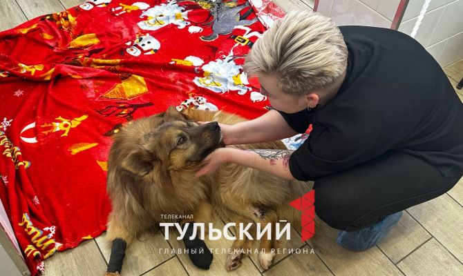 В Туле дворняжке с раздробленной лапой требуется операция