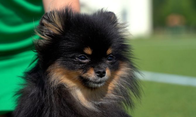 11-летняя тулячка стала лучшим юным хендлером на выставке собак