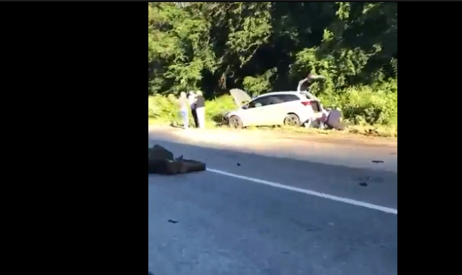 На трассе в Тульской области произошло ДТП с лосем