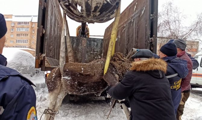 Лоси в большом городе: в Туле заблудившегося сохатого поймали и отвезли в лес