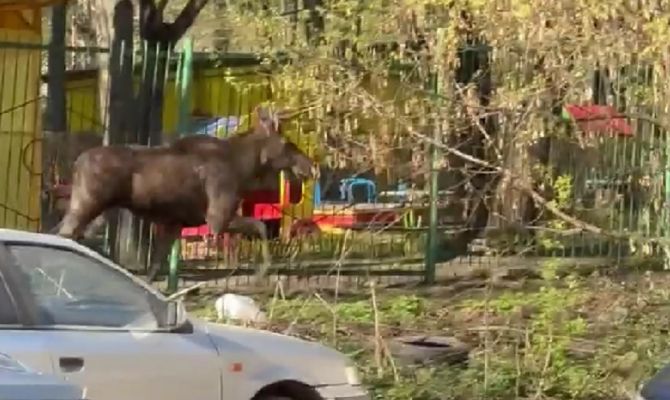 Госавтоинспекция Тульской области напомнила о лосях на дорогах