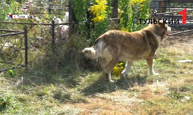На кладбище в Туле неизвестные устроили отстрел собак