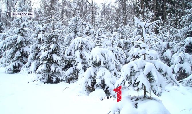Как Лев Толстой наказывал за воровство елок в Ясной Поляне