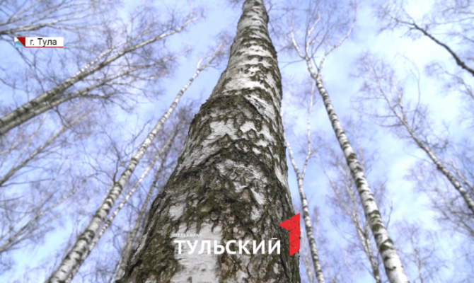 Тулу могут накрыть пыльцевые бури в начале апреля