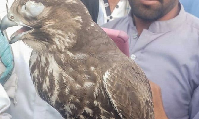 В Пакистане у браконьеров нашли балобана, выращенного в тульском питомнике