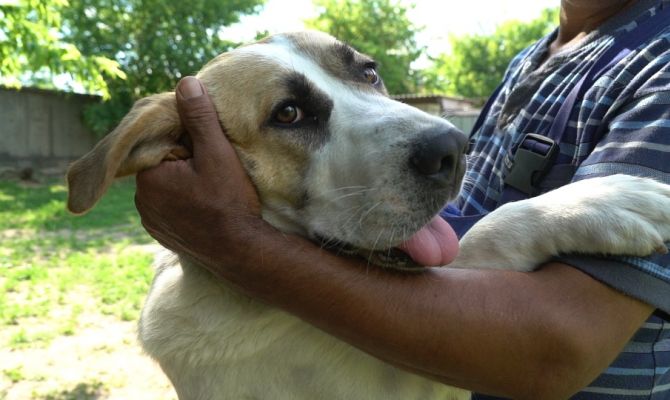 Туляки могут стать кураторами для брошенных кошек и собак