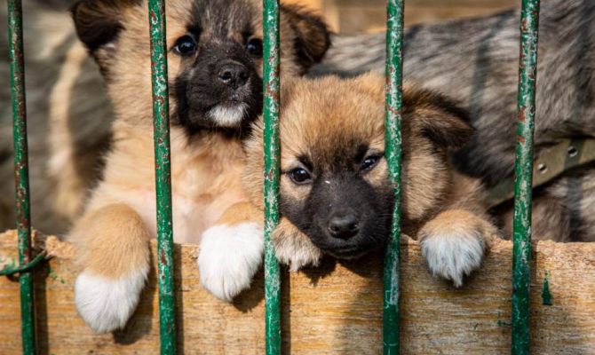 В День города животным из тульских приютов помогут найти дом