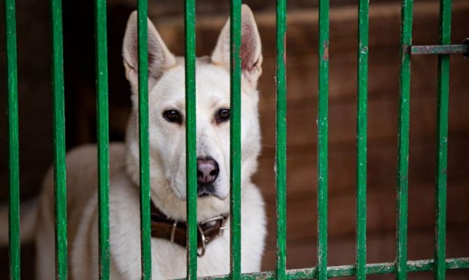 Приют "Любимец" в Туле запустил благотворительную акцию "Дни стольника"