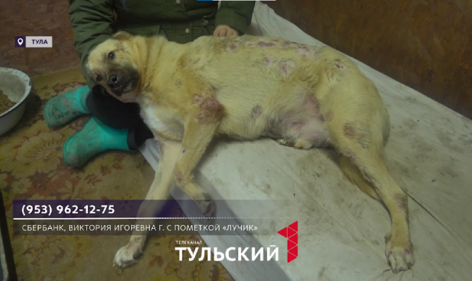 В Туле борются за жизнь расстрелянного пса Лучика