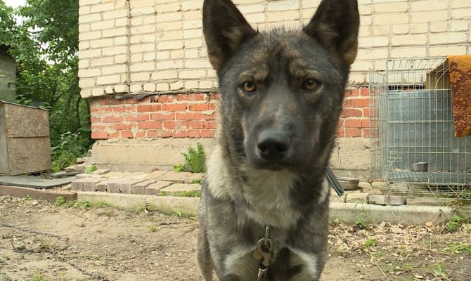 В Туле ищут самого лучшего хозяина для собаки - приемной матери лисят