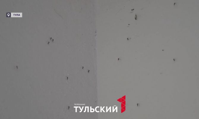 Энтомологи призвали туляков готовиться к нашествию комаров