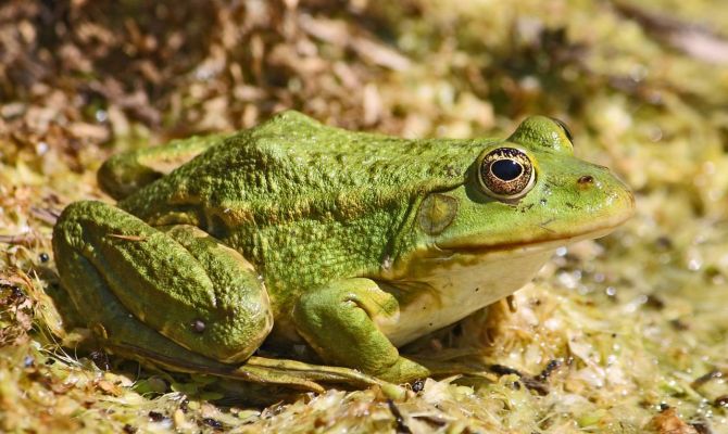 Лягушки и жабы вымрут из-за глобального потепления