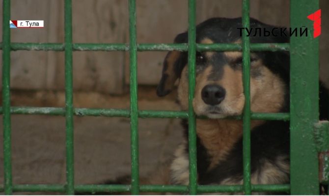 Приюту «Любимец» требуется помощь туляков