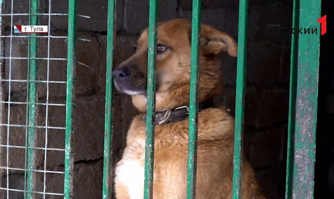 Собачий приют в Туле ищет кураторов для своих питомцев