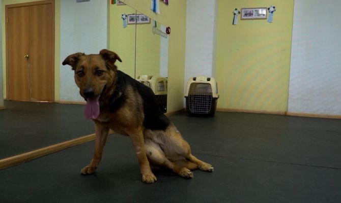 Ползала по льду: волонтеры спасли дворняжку с переломом позвоночника