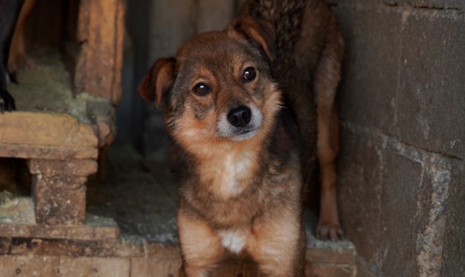«Я вожак стаи»: волонтеры тульского приюта для собак рассказали о своей работе
