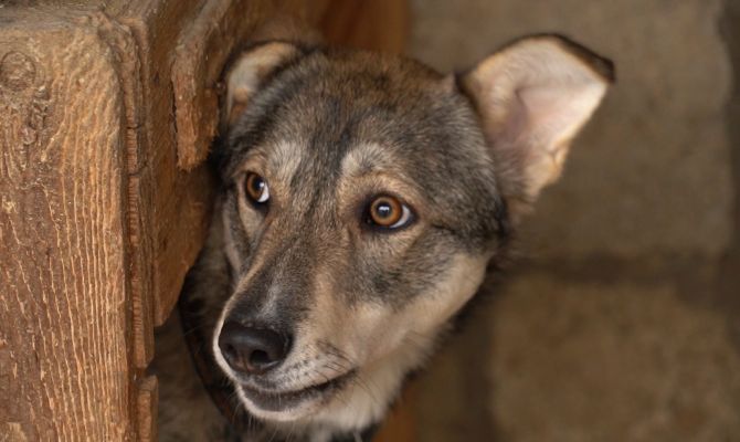 Приют "Любимец" в Туле объявил Дни стольника для помощи бездомным животным