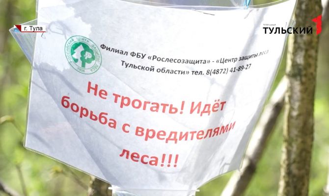 Очень мал, но очень прожорлив: в Тульской области лесные доктора объявили войну жуку-короеду