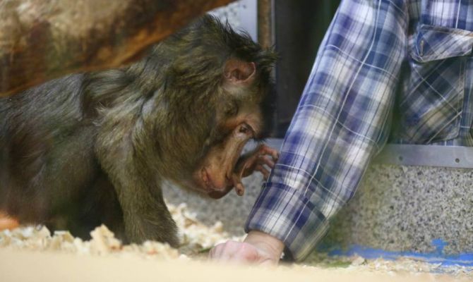 Макак Министр из Тулы может стать самой старой обезьяной в мире