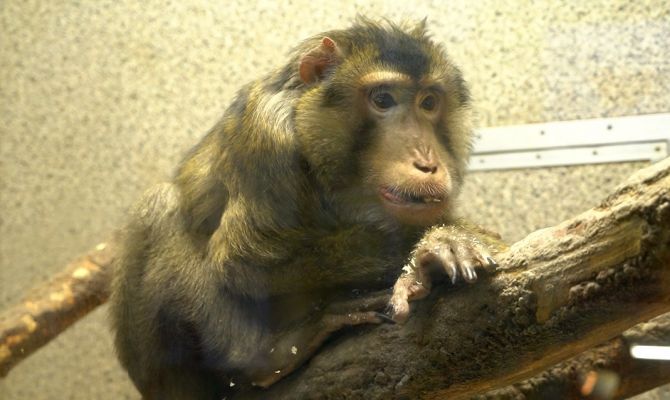 Макак-долгожитель из Тульского экзотариума отметил 31-летие