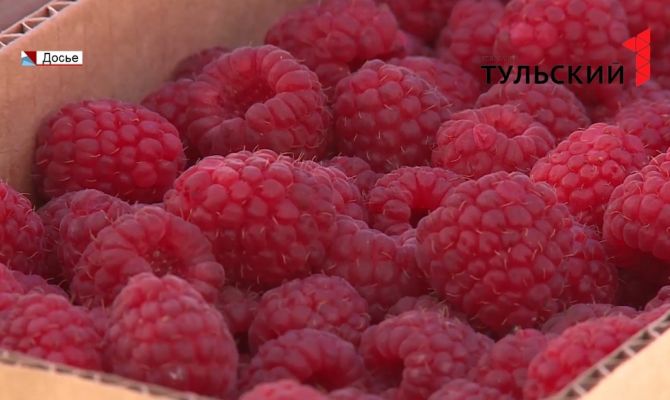 Большие планы: какой урожай хотят собрать в этом году тульские аграрии