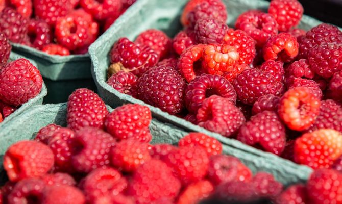 Производители ягод ожидают снижение урожая на 30-50%