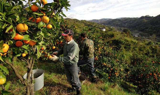 «Биологическая диверсия»: Россия осталась без абхазских фруктов