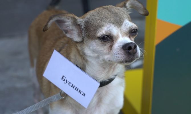 Вернуть веру в людей: жертвам живодеров ищут новых хозяев