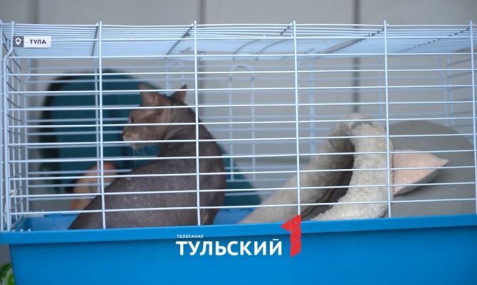 В Туле ищут дом коту, которого избивал сын хозяйки