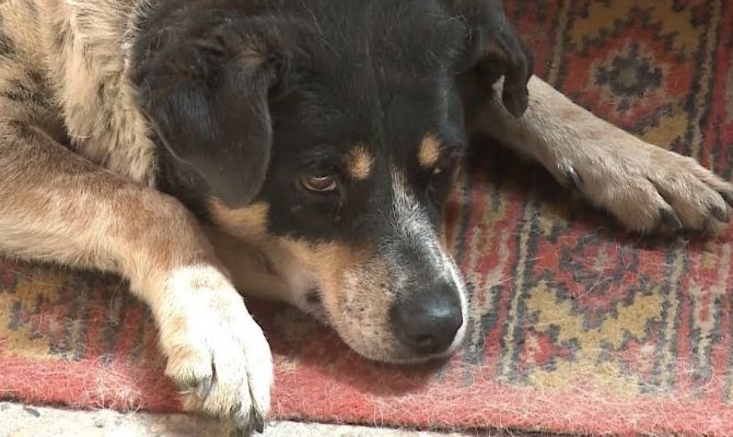 В России могут ввести обязательную регистрацию собак