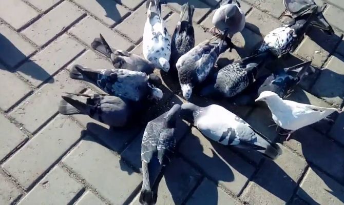 Массовая гибель птиц в Новомосковске: правда или слухи