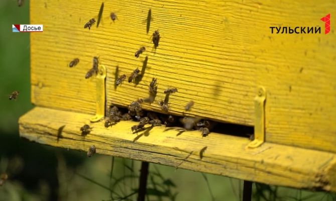 В Тульской области сместился график сбора мёда: какие прогнозы на урожай делают пчеловоды