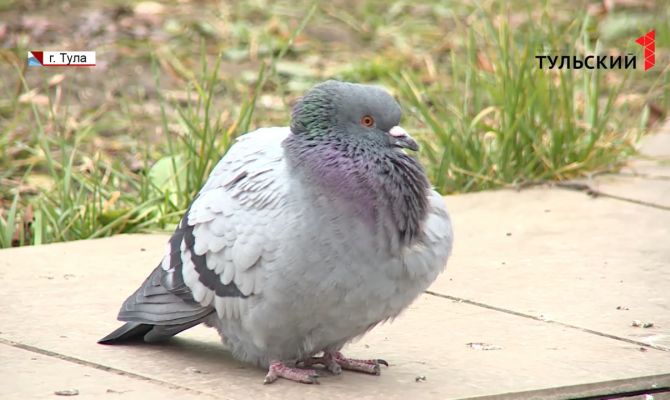 Почему в скверах и парках Тулы стало меньше голубей
