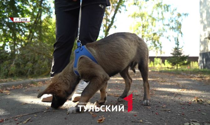 Ослепший после избиения в Туле щенок Потап нашел новых хозяев в Москве