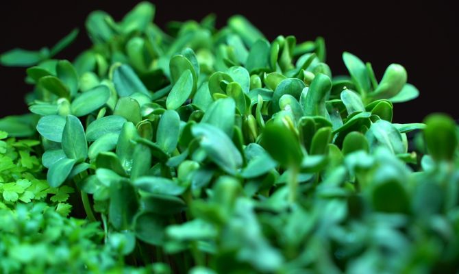 Тульские сити-фермеры раскрыли секреты огорода на подоконнике