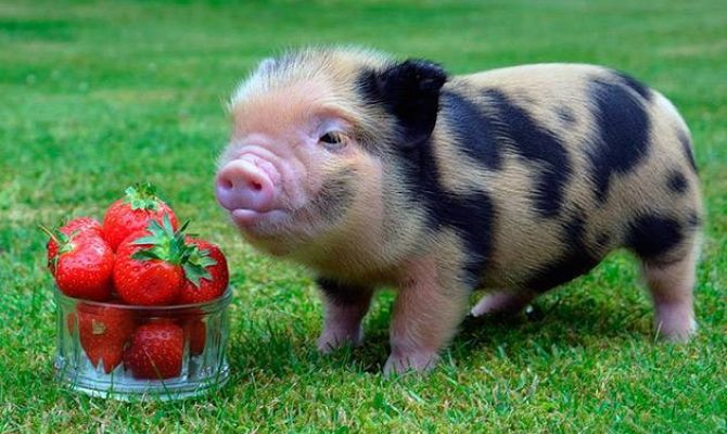 Свинья в доме: почему мини-пиги так популярны