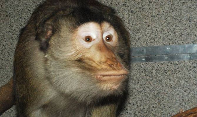 Макак Министр из тульского экзотариума празднует свой день рождения
