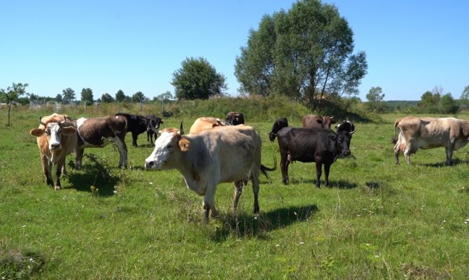 Из-за ошибки в отчете тульские фермеры могут стать банкротами