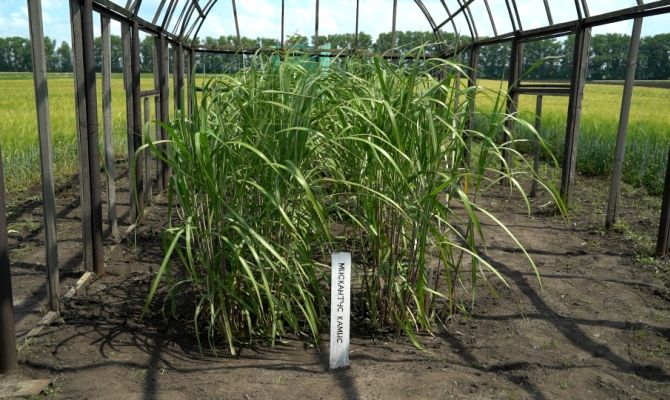 В Тульской области предложили выращивать "убийцу" борщевика – мискантус камис