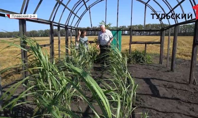 В Тульской области придумали способ борьбы с борщевиком