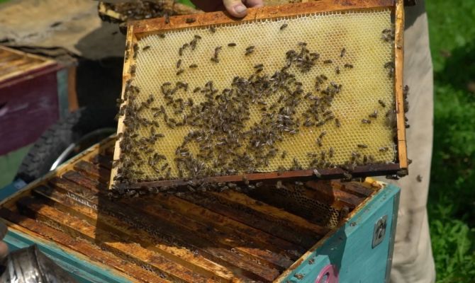 Как прохладная погода в Тульской области скажется на сборе меда