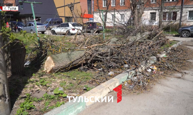 В тульском дворе 3 года не могут спилить сухие деревья