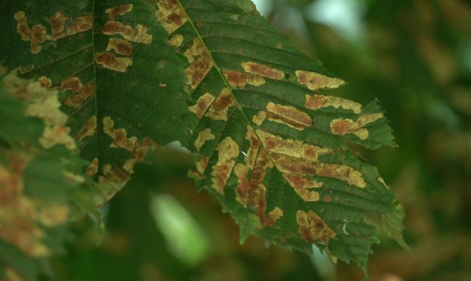 В Туле каштаны оказались под угрозой исчезновения из-за нашествия минирующей моли